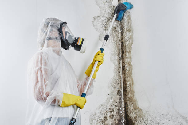 Best HVAC Mold Remediation in Stilwell, OK