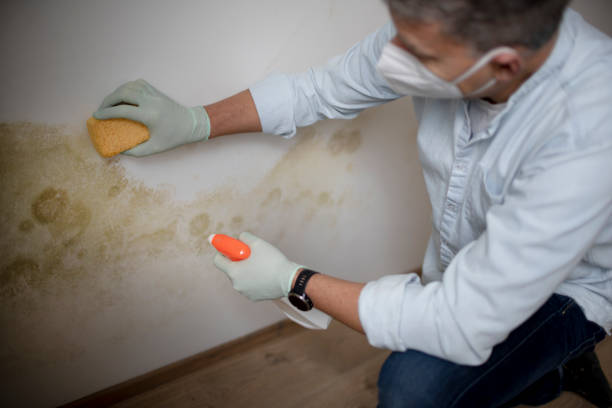 Best Industrial Mold Remediation in Stilwell, OK