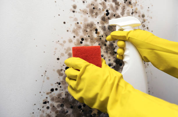Best Health and Safety Mold Remediation in Stilwell, OK