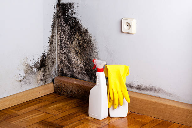 Best Attic Mold Remediation in Stilwell, OK