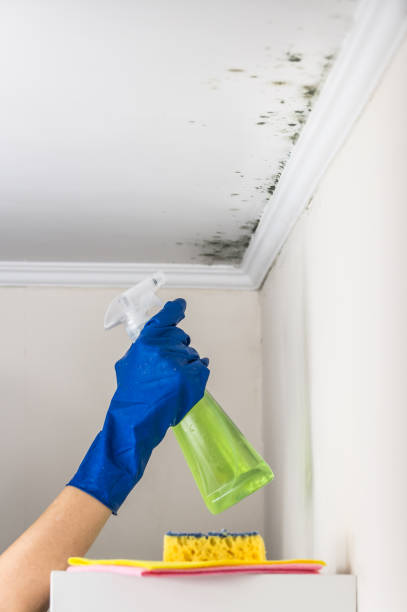 Trusted Stilwell, OK Mold Remediation Experts